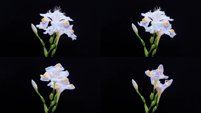 发白的紫色流苏虹膜长花的时间流逝孤立在黑色背景上，4k放大镜头。