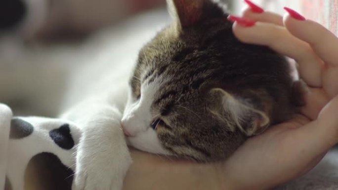 女人抚摸着她可爱的小宠物，而它睡在她的手上