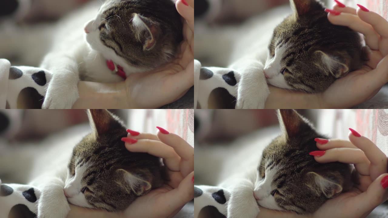 女人抚摸着她可爱的小宠物，而它睡在她的手上