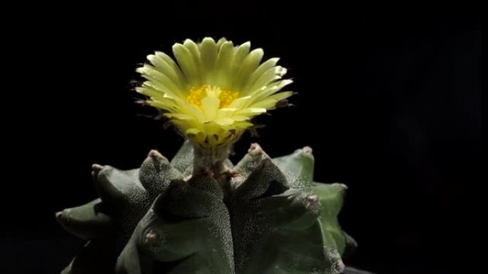 Astrophytum asterias myrio kikko是仙人掌的一种。盛开的黄色仙人掌花