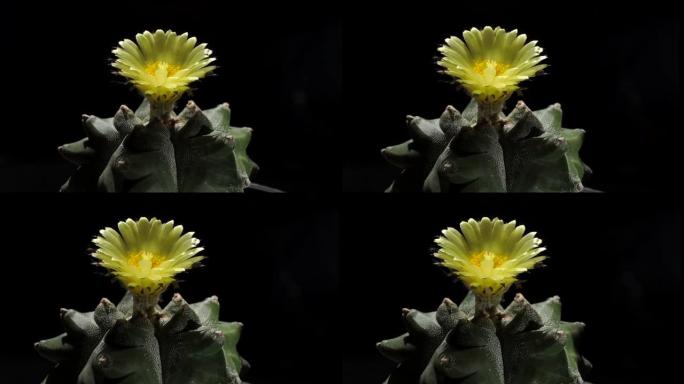 Astrophytum asterias myrio kikko是仙人掌的一种。盛开的黄色仙人掌花