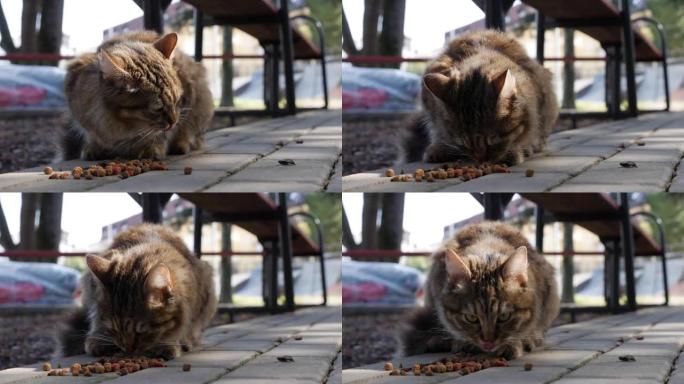 饥饿的无家可归的条纹猫在外面吃干粮。流浪动物的概念