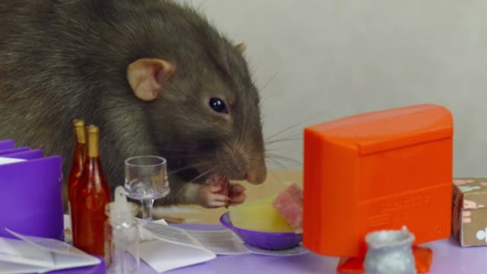 老鼠在办公室吃午餐