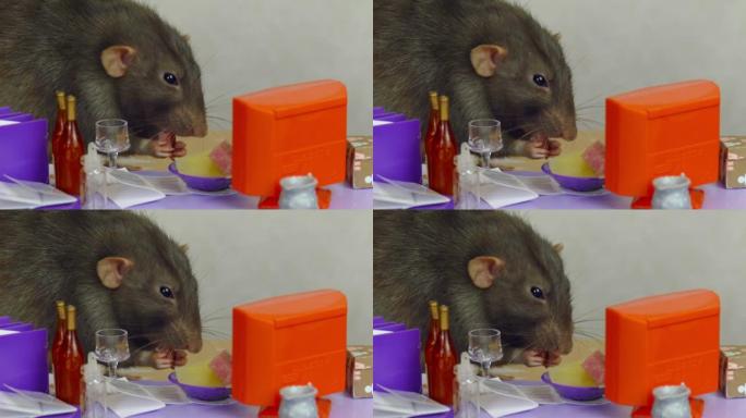 老鼠在办公室吃午餐