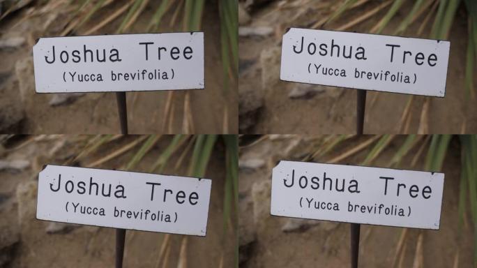约书亚树植物标志