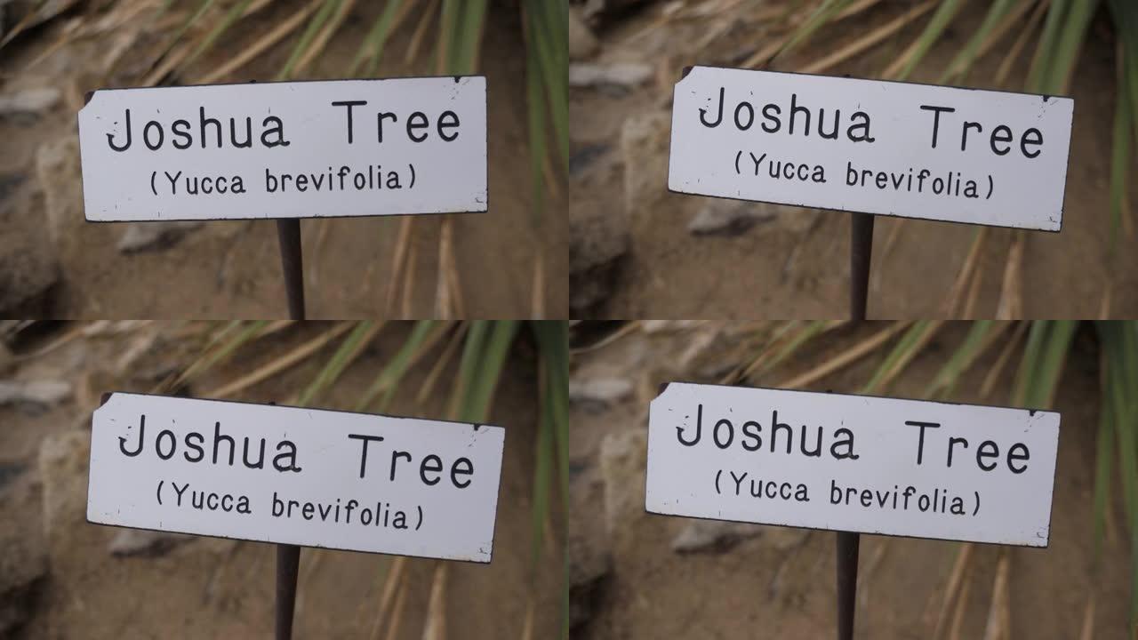 约书亚树植物标志