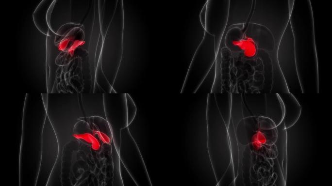 人体内脏胰腺与胆囊解剖动画概念