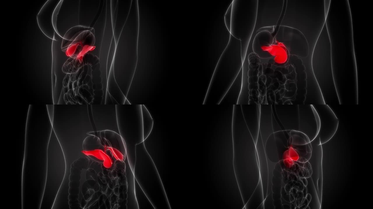 人体内脏胰腺与胆囊解剖动画概念