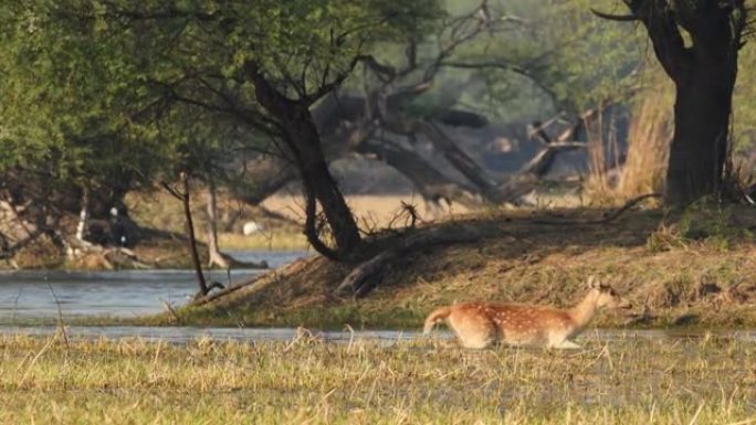 在印度keoladeo国家公园bharatpur的自然风景背景下，在自然风景中广泛拍摄了警觉的斑点鹿