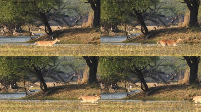 在印度keoladeo国家公园bharatpur的自然风景背景下，在自然风景中广泛拍摄了警觉的斑点鹿
