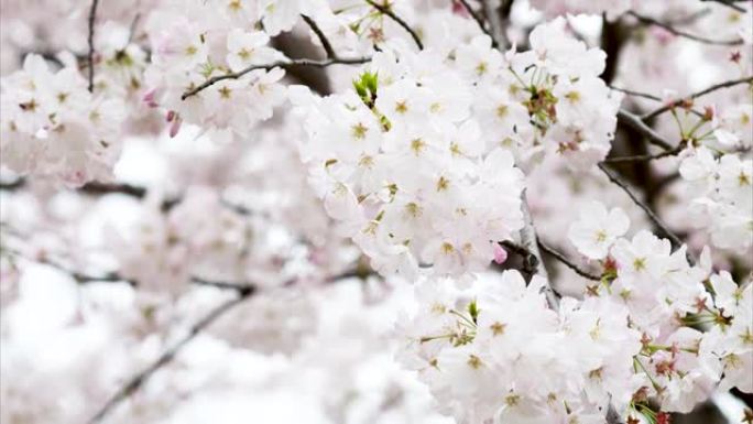 樱花树在风中摇曳，花朵背景模糊，镜头4k放大。