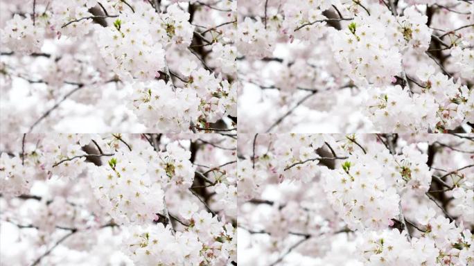 樱花树在风中摇曳，花朵背景模糊，镜头4k放大。