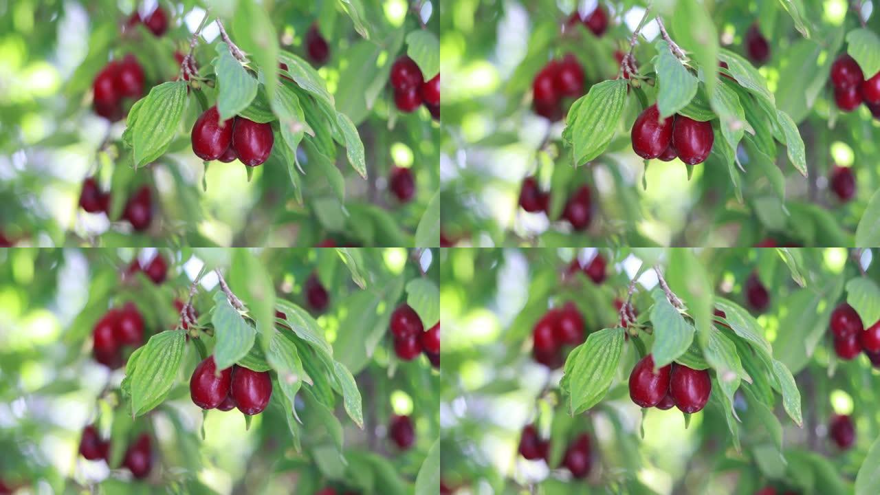 克孜尔植物的红色果实