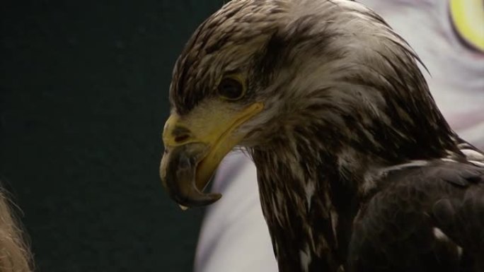 一只喙畸形的秃鹰的特写镜头。阿拉斯加的野生动物。