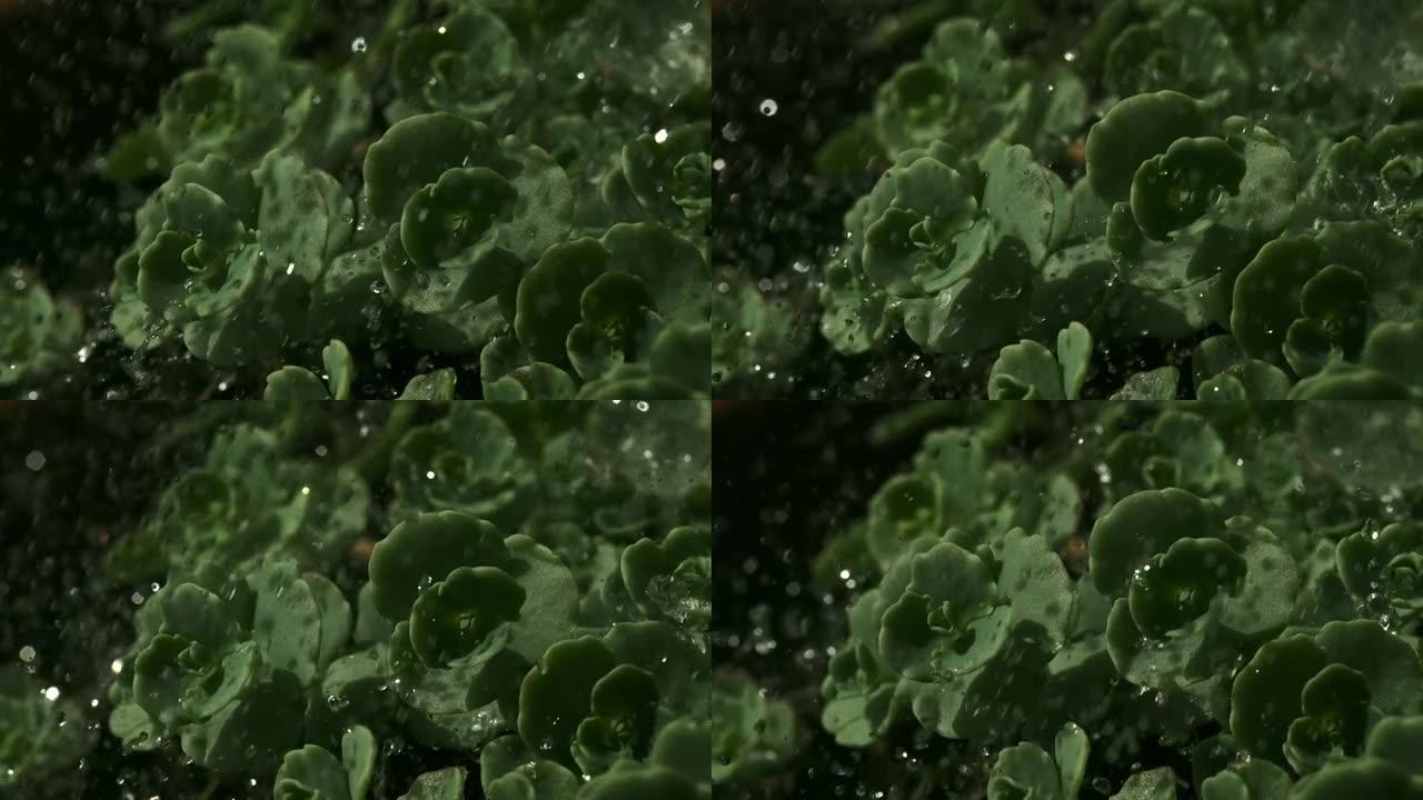 莲座植物上的水滴