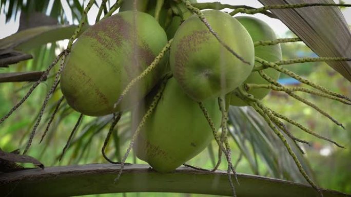 树上的椰子1