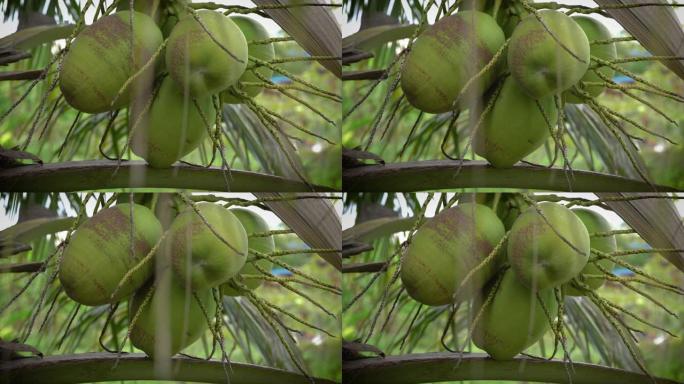 树上的椰子1
