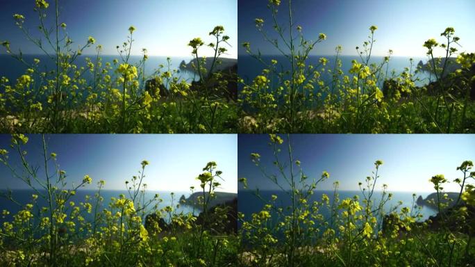 黄色的野花在蓝色海水的背景下，在微风中摇曳。特写，选择性聚焦。明亮清新的春天。没人。永无止境的自然之