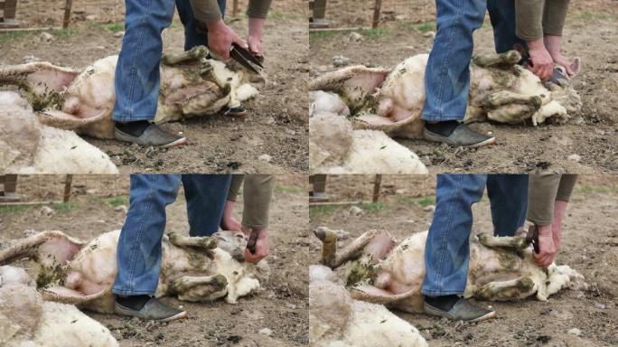 男子在农村农场用剪刀剪羊