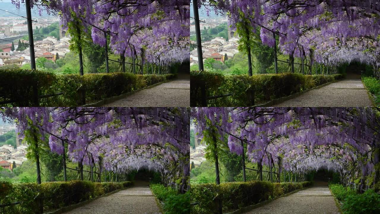 美丽的紫色紫藤盛开。意大利佛罗伦萨米开朗基罗广场附近花园里盛开的紫藤隧道。