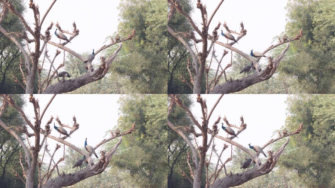 一群孔雀在树上玩耍