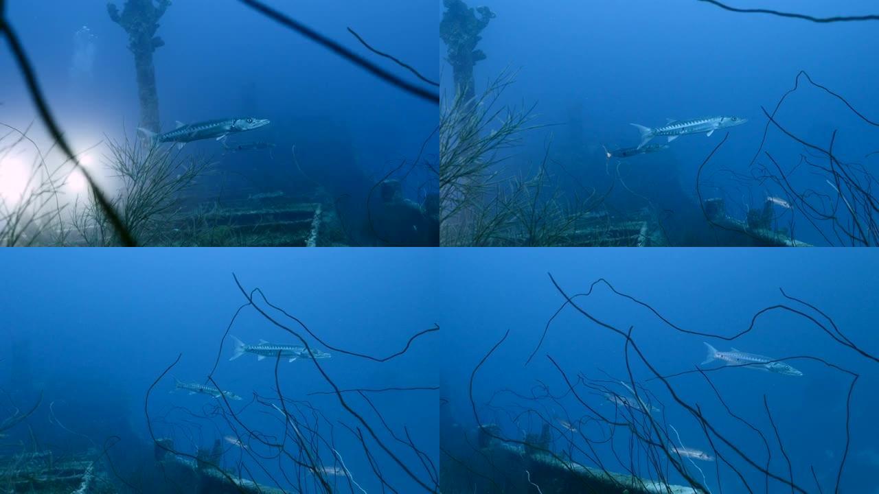 库拉索岛加勒比海珊瑚礁绿松石水中沉船 “高级生产者” 的梭子鱼
