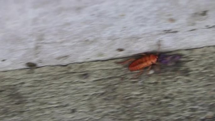 泰国的蟑螂甲虫在地上爬行。