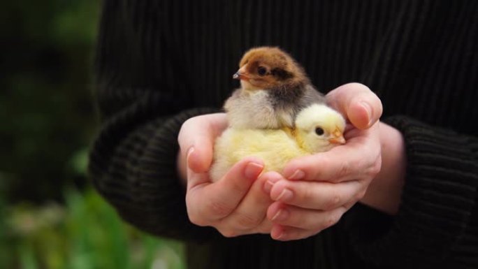 一个农民抱着新生的鸡