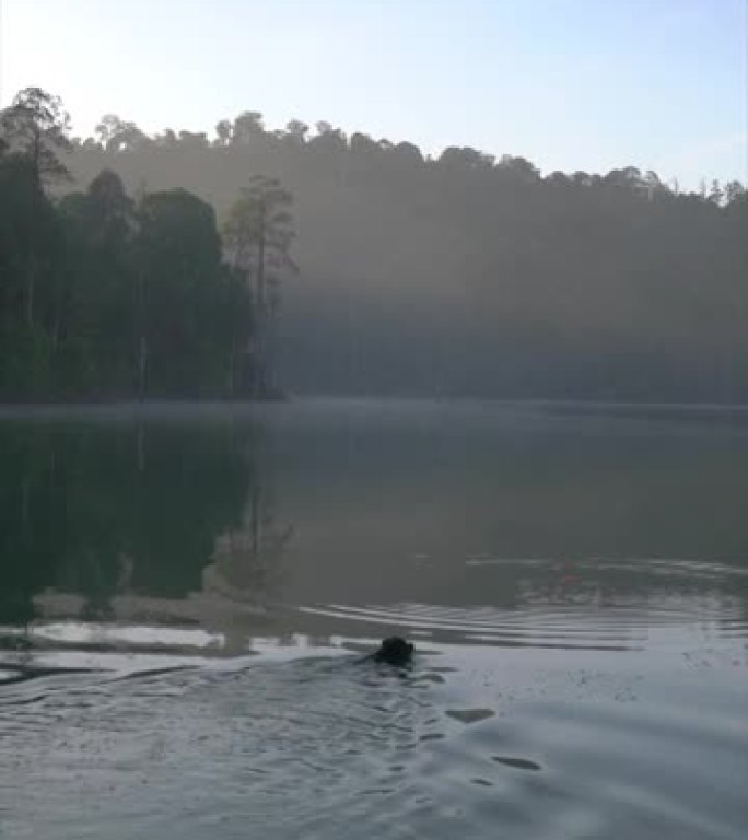 狗在湖里游泳拿玩具的垂直格式。晨雾和森林在背景。