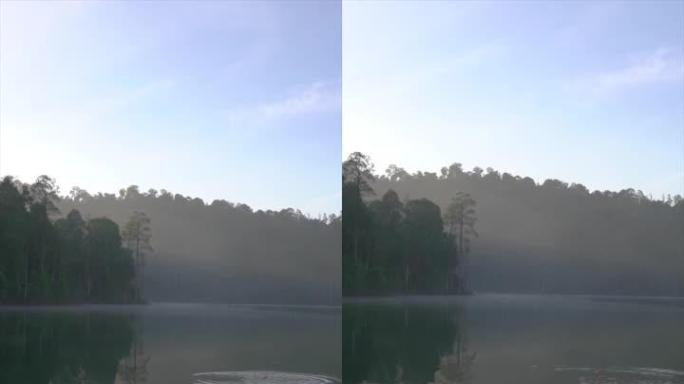 狗在湖里游泳拿玩具的垂直格式。晨雾和森林在背景。