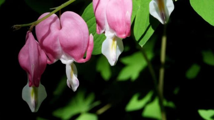 春天盛开的流血的心花，也被称为lamprocapnos spectabilis，以前是dicentr