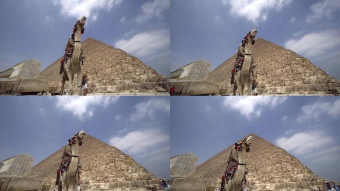 贝都因阿拉伯人骑着骆驼在埃及著名的吉萨金字塔前