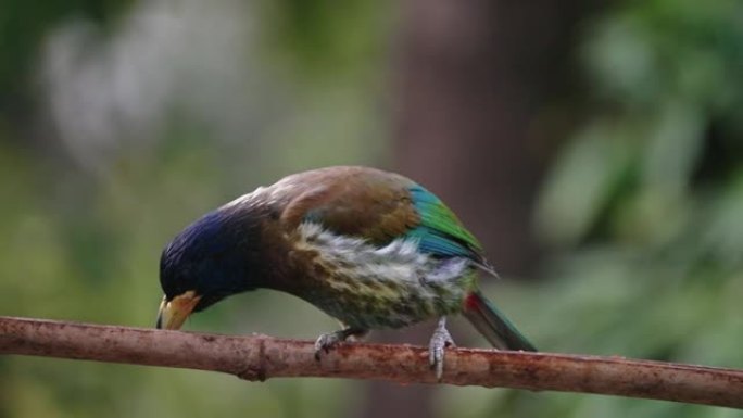 大巴贝 (Psilopogon virens) 以慢动作栖息在树枝上