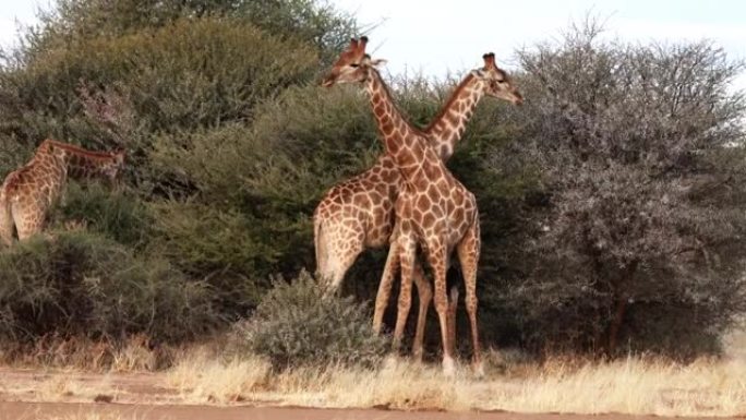 在博茨瓦纳，看到两只年轻的雄性长颈鹿为争夺一只雌性的感情而战。