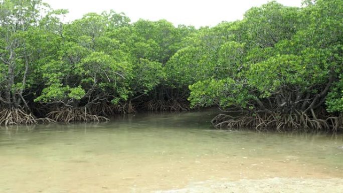 日本冲绳岛石垣岛深户河沿岸的红树林场