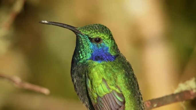 小紫罗兰-Colibri cyanotus-山紫罗兰-耳，金属绿色蜂鸟物种，通常从哥斯达黎加到南美北