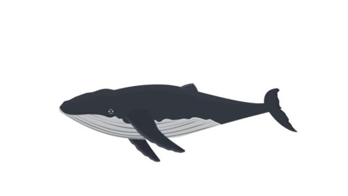 鲸鱼。海洋动物的动画。卡通