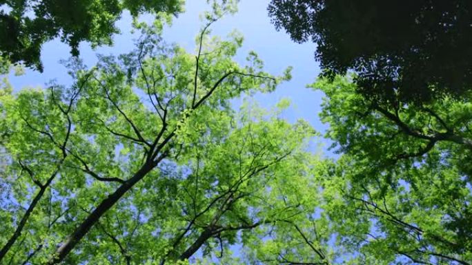 阳光下的新鲜绿树仰望天空蓝天白云树叶飘动