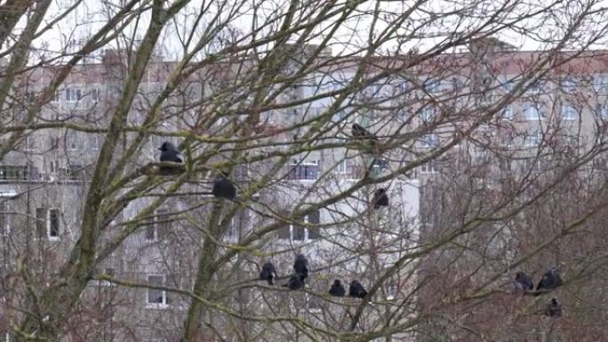 乌鸦在冬天坐在树上