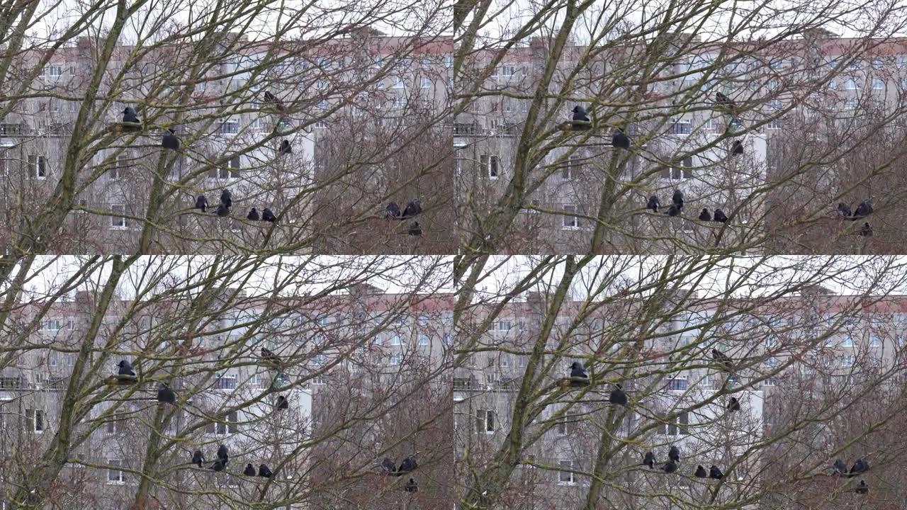 乌鸦在冬天坐在树上