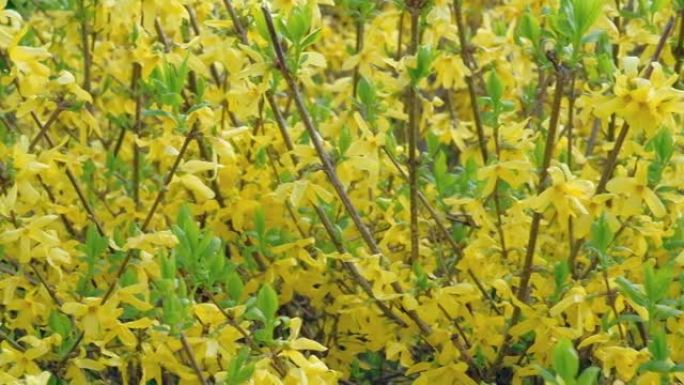 春天的黄色花开在树枝上。自然背景的特写