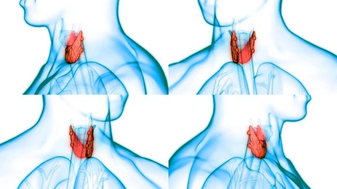 人体腺体甲状腺解剖动画概念