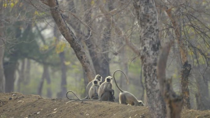 哈努曼叶猴家庭在塔多巴和哈里老虎保护区的夏季放松