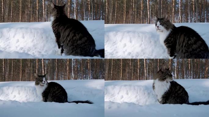 一只大的缅因浣熊猫坐在冬天绿色森林的雪道上。猫警惕地环顾四周，摇着尾巴。锐利的眼睛、白色的枪口、爪子
