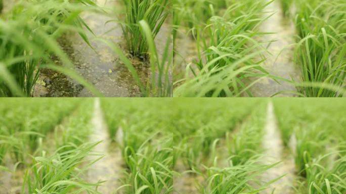 稻田栽培栽种种植