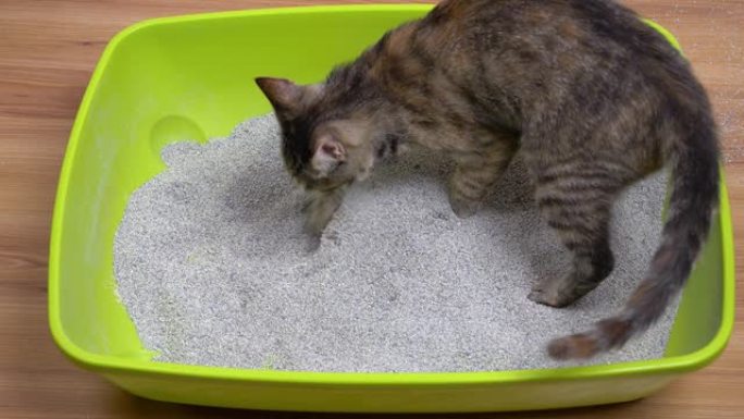 一只年轻的灰猫在地板上的绿色垃圾箱中，掩埋了粪便。