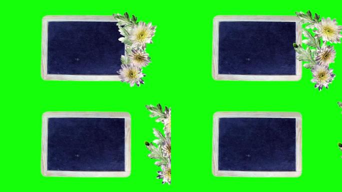 石板黑板上的菊花花与绿色背景动画脱花叶