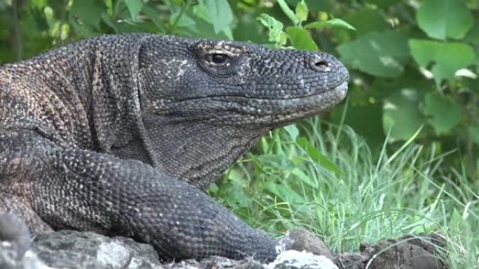 科莫多龙 (Komodo dragon) 是体型最大的蜥蜴。