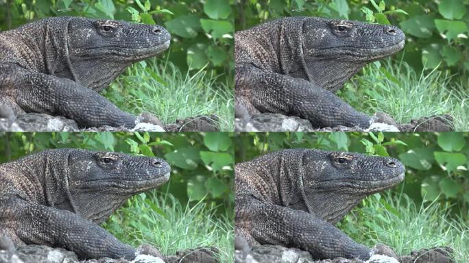 科莫多龙 (Komodo dragon) 是体型最大的蜥蜴。