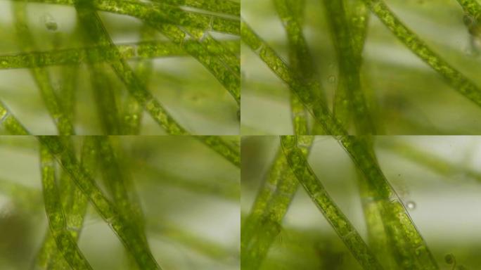 显微镜下的叶绿体。细胞分裂。细胞结构。细胞分裂。在显微镜下显示植物细胞的叶片表面。病毒感染。显微镜下